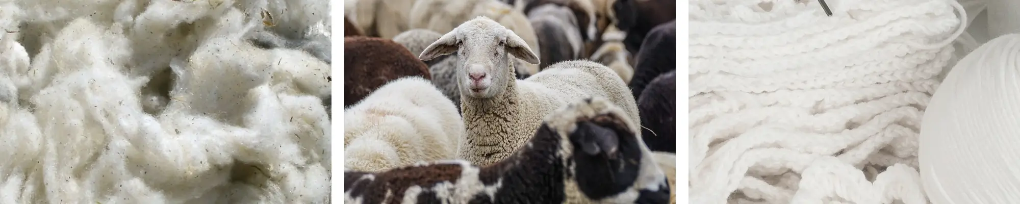 Responsible Wool Standard (RWS)